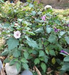 Live Plant Image