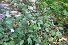 Live Plant Image