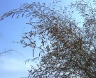 Live Plant Image