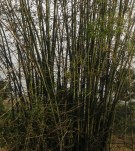 Live Plant Image