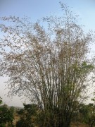 Live Plant Image