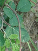 Live Plant Image