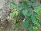 Live Plant Image