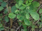 Live Plant Image