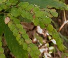 Live Plant Image