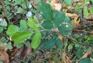 Live Plant Image