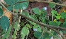 Live Plant Image