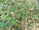 Live Plant Image