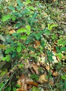 Live Plant Image