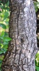 Live Plant Image