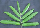 Live Plant Image