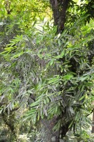Live Plant Image