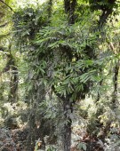 Live Plant Image