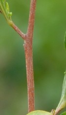 Live Plant Image