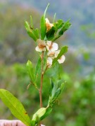 Live Plant Image