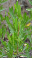 Live Plant Image