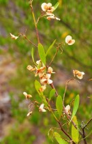 Live Plant Image