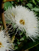 Live Plant Image