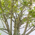 Live Plant Image