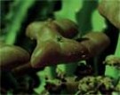Live Plant Image