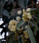 Live Plant Image
