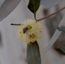 Live Plant Image