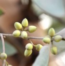 Live Plant Image