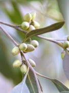Live Plant Image