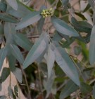 Live Plant Image