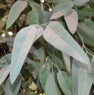 Live Plant Image