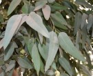 Live Plant Image