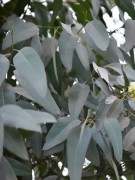 Live Plant Image