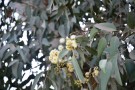 Live Plant Image
