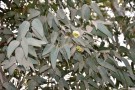 Live Plant Image
