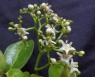 Live Plant Image