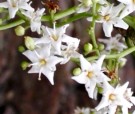 Live Plant Image