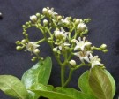 Live Plant Image