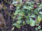 Live Plant Image
