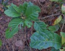 Live Plant Image