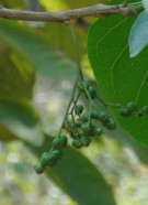 Live Plant Image