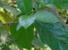 Live Plant Image