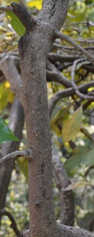Live Plant Image