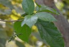 Live Plant Image