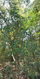Live Plant Image