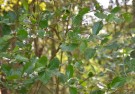 Live Plant Image