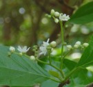 Live Plant Image