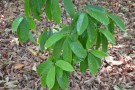 Live Plant Image