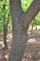 Live Plant Image