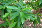 Live Plant Image