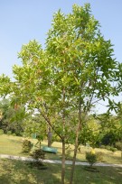 Live Plant Image